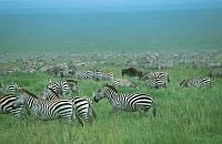 Tanzania（坦桑尼亞 / 坦尚尼亞）：Serengeti National Park / 塞倫蓋提（塞倫蓋蒂）國家公園